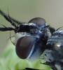 Cylindromyia sp.